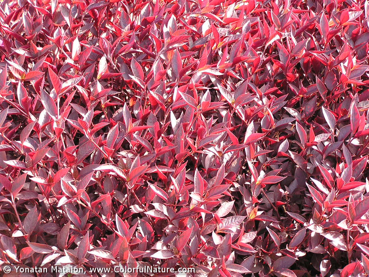 آلترنانترا